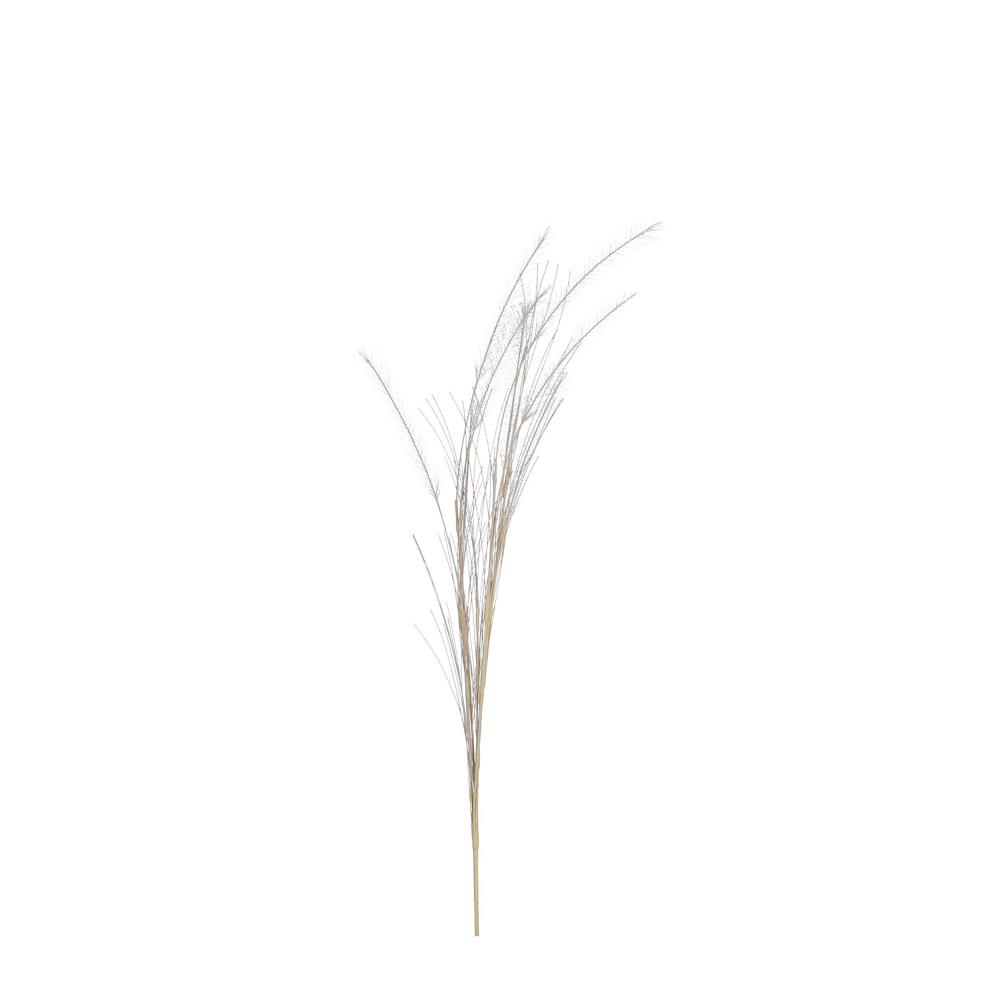 Plume grass žuta - l65xd10cm Plume grass žuta - l65xd10cm