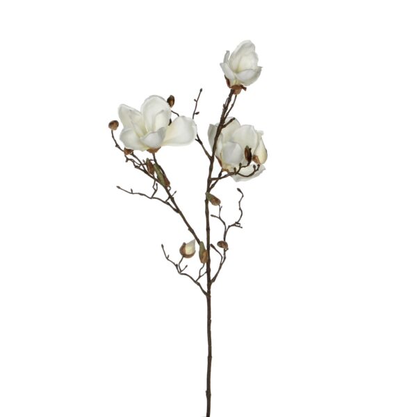 Magnolia bijela - l88cm