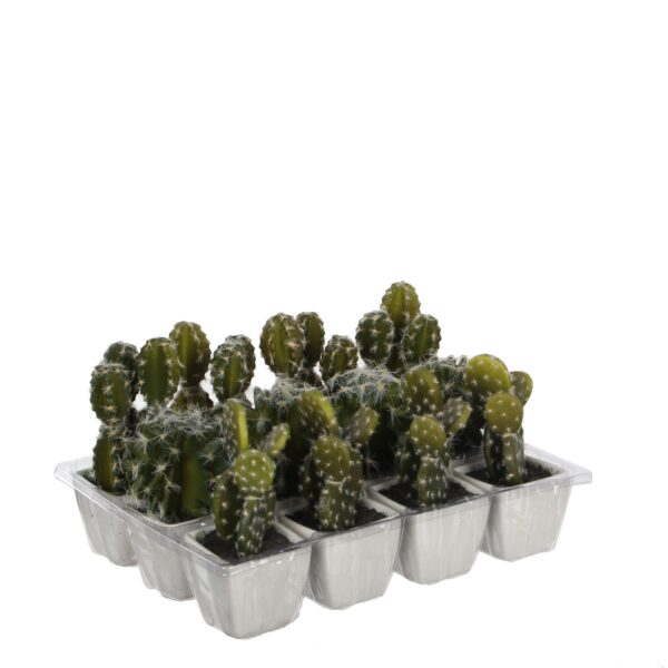 Kaktus u tegli sort - h14xd7cm