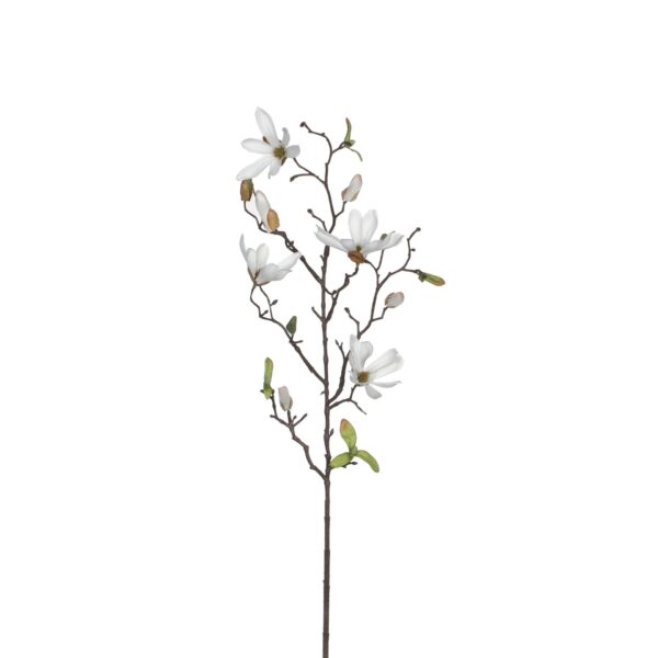 Magnolia bijela - l75cm