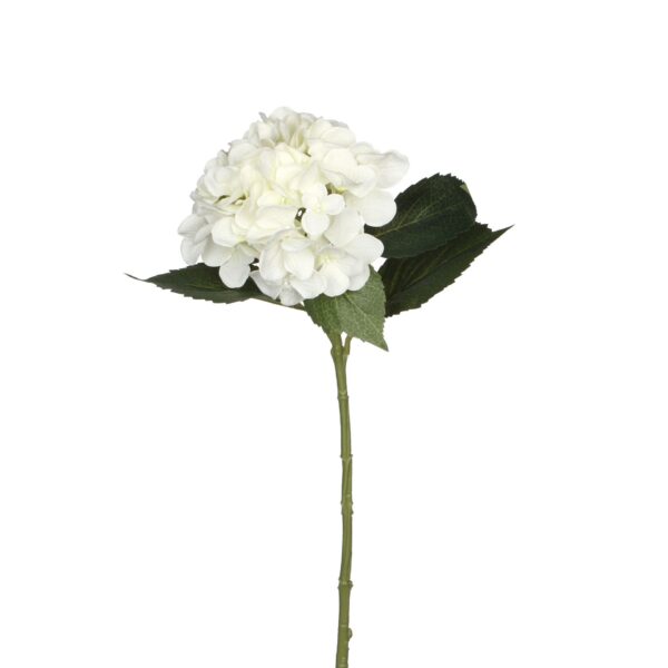 Hortenzija bijela - l51cm