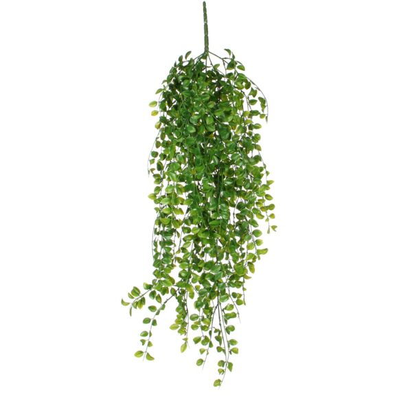 Fikus viseći - l81cm