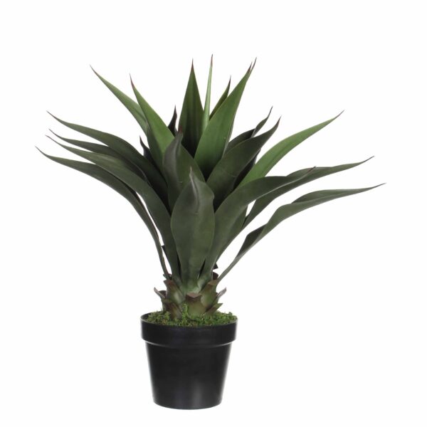 Agava u tegli - h60xd25cm