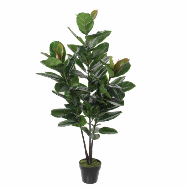 Rubber plant - h130xd50cm