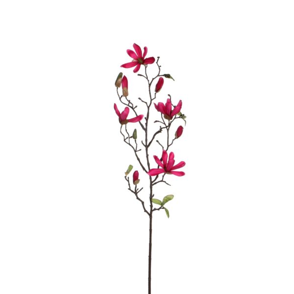Magnolia t.roza - l75cm