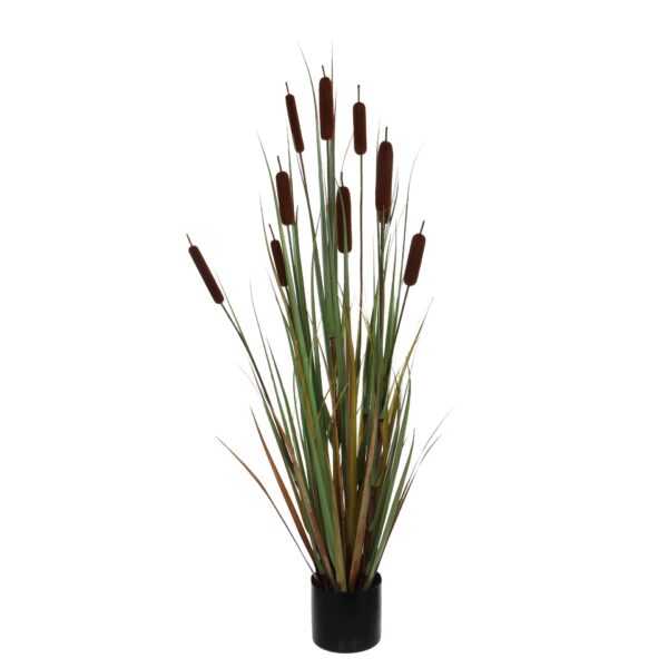 Rogoz smeđi - h120xd15cm