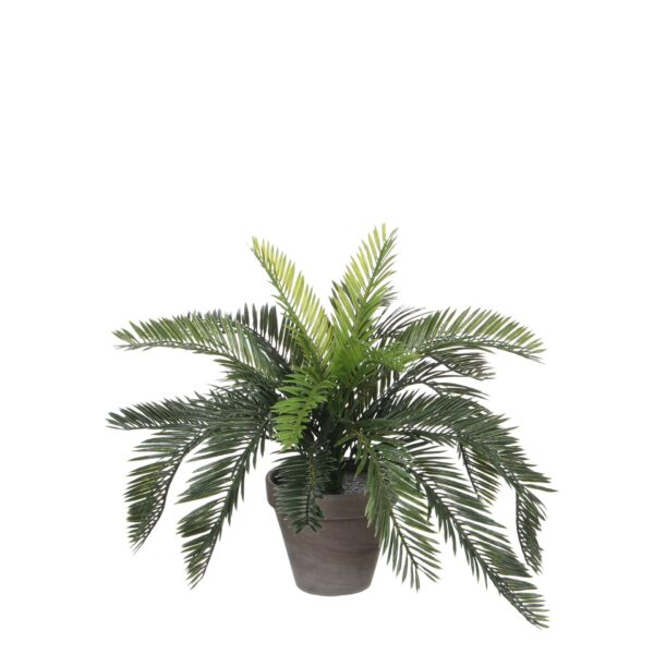 Cycas palma u tegli d13,5cm - h37xd44cm
