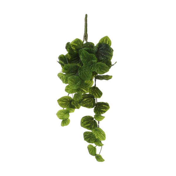 Peperomia viseća - l58xw20xh14cm