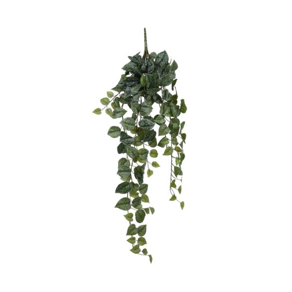 Scindapsus viseći - l86cm