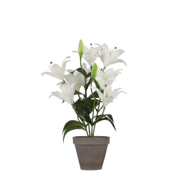 Tigerlily bijeli u tegli d13,5cm - h47xd45cm