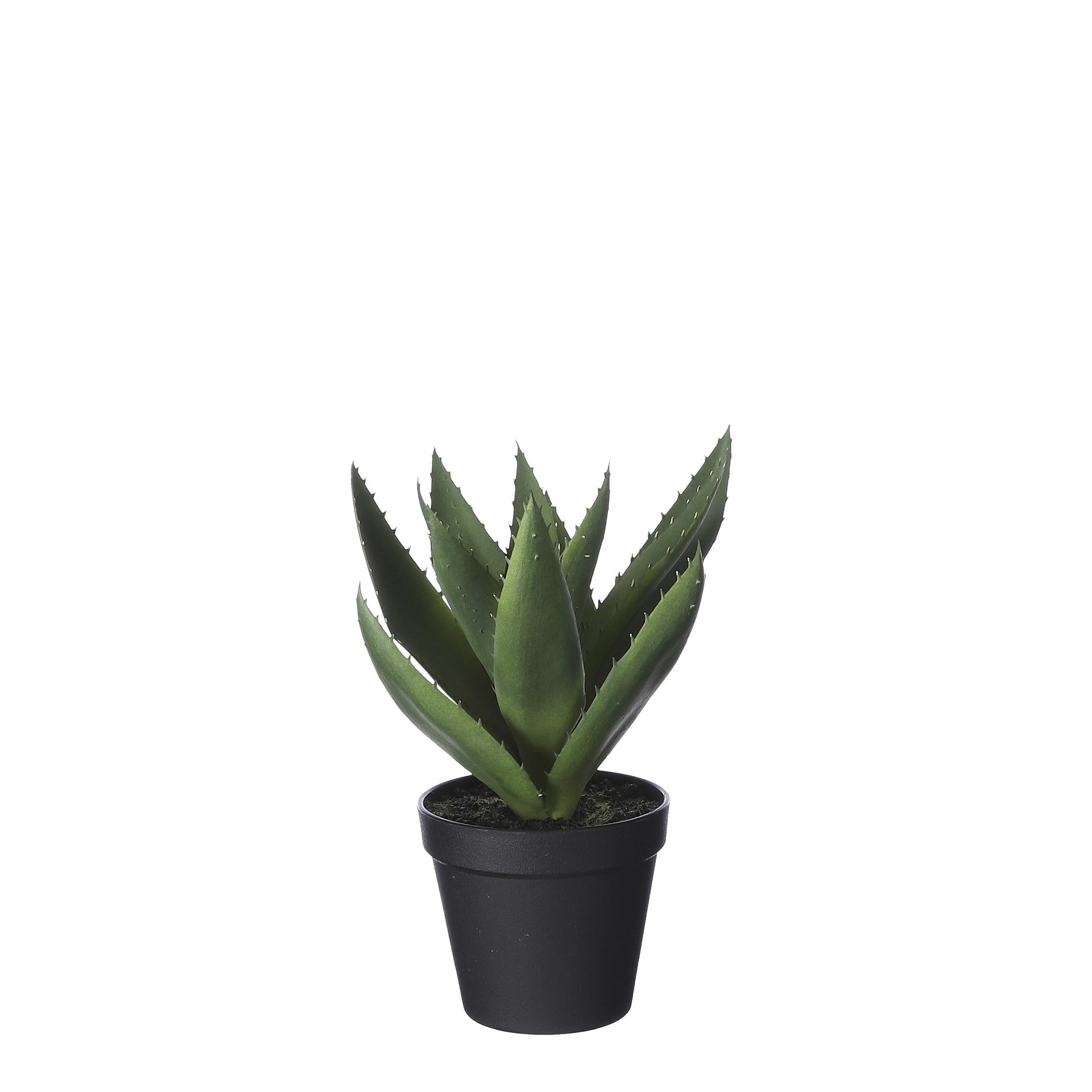 Aloe vera u tegli - h27xd24cm Aloe vera u tegli - h27xd24cm