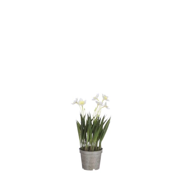 Daffodil u tegli krem - l26xd8,5cm