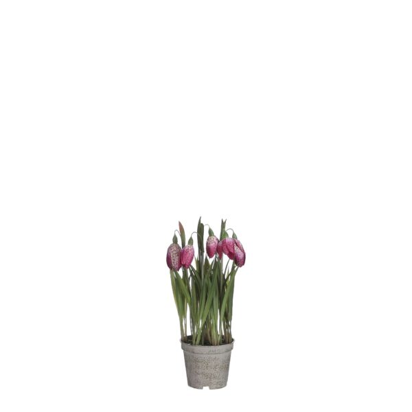 Fritillaria u tegli fuksija - l23xd8,5cm