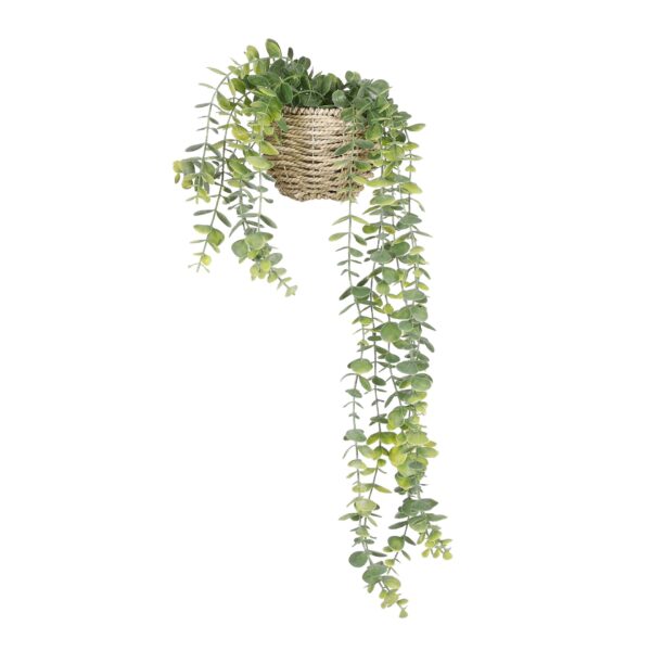 Pilea viseća u posudi - l55xw12xh18cm