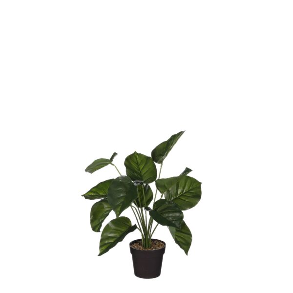 Filodendron u tegli - h40xd35cm