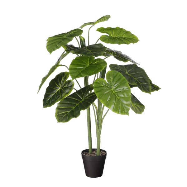 Alokazia u tegli - h100xd50cm