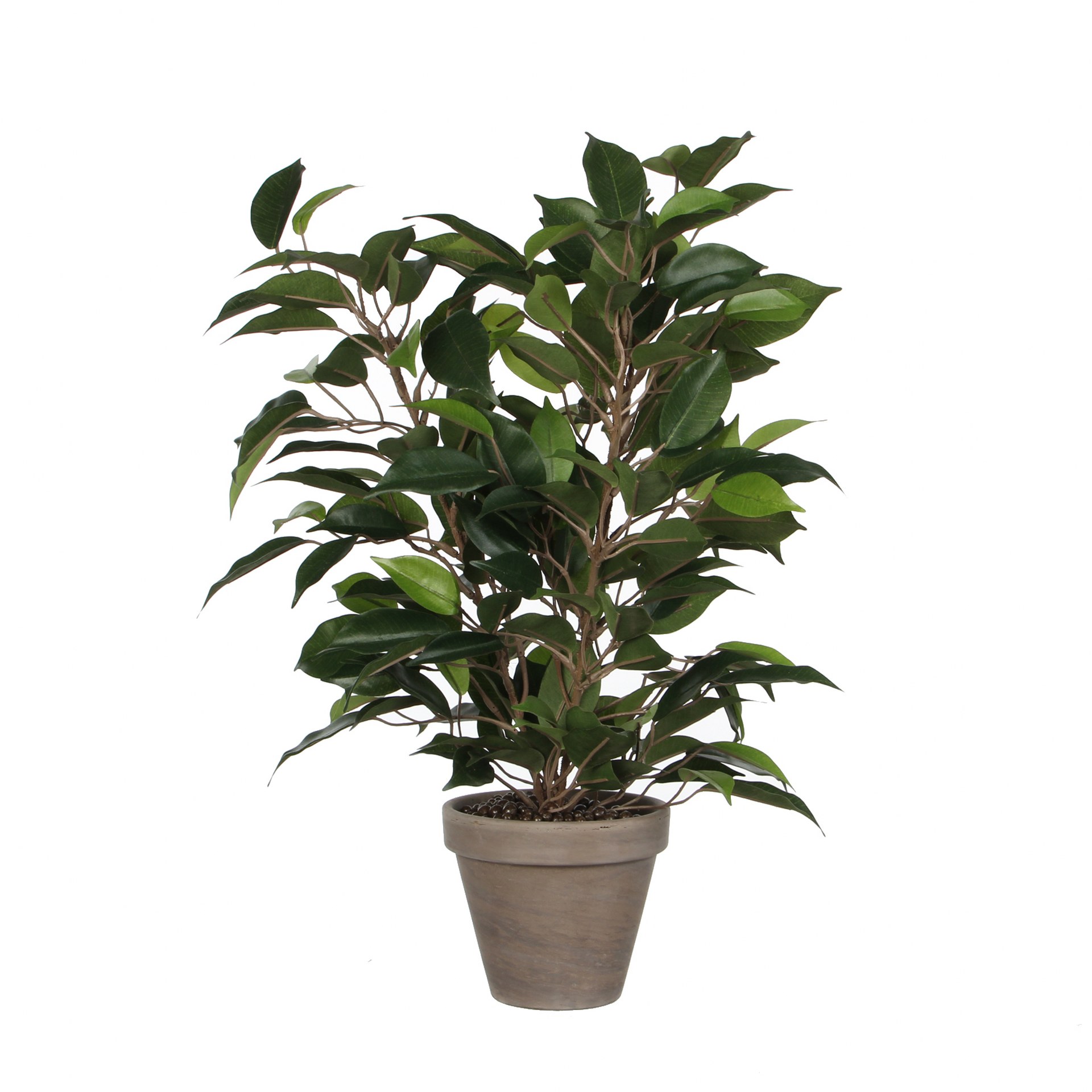 Fikus Natasja u tegli d11,5cm - h40xd30cm Fikus Natasja u tegli d11,5cm - h40xd30cm