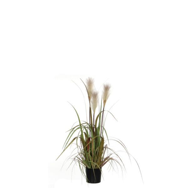 Plume grass foxtail bijela u tegli - h81xd45cm