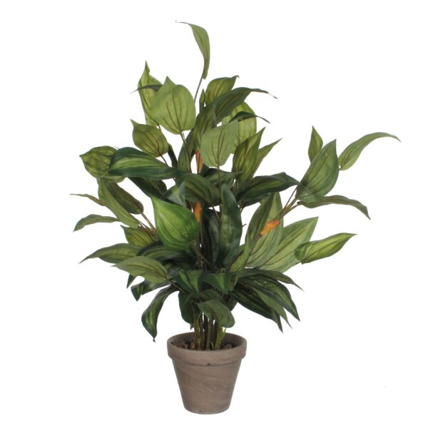 Hosta u tegli d15,5cm - h65xd40cm