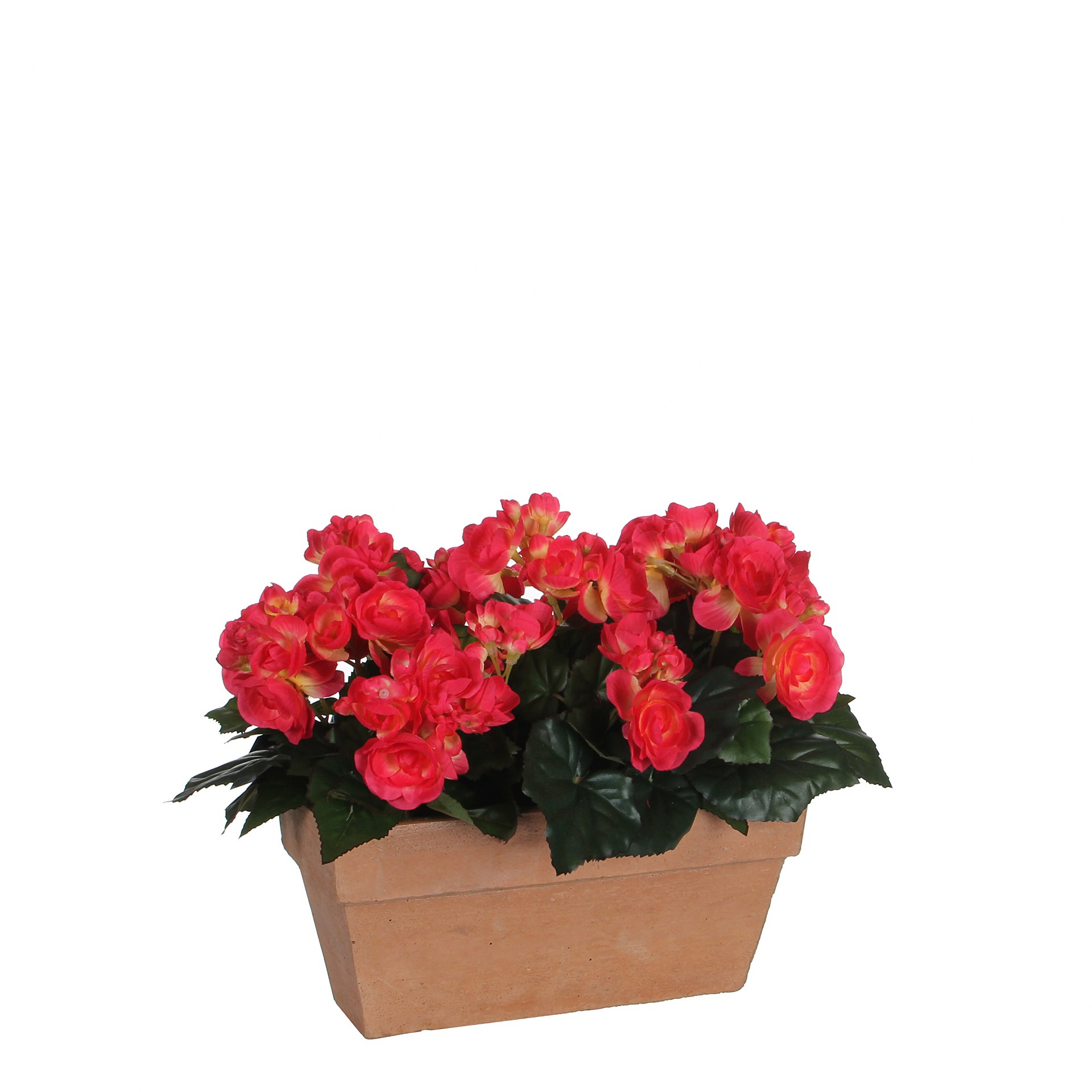 Begonia t. roza u tegli - l29xw13xh25cm Begonia t. roza u tegli - l29xw13xh25cm