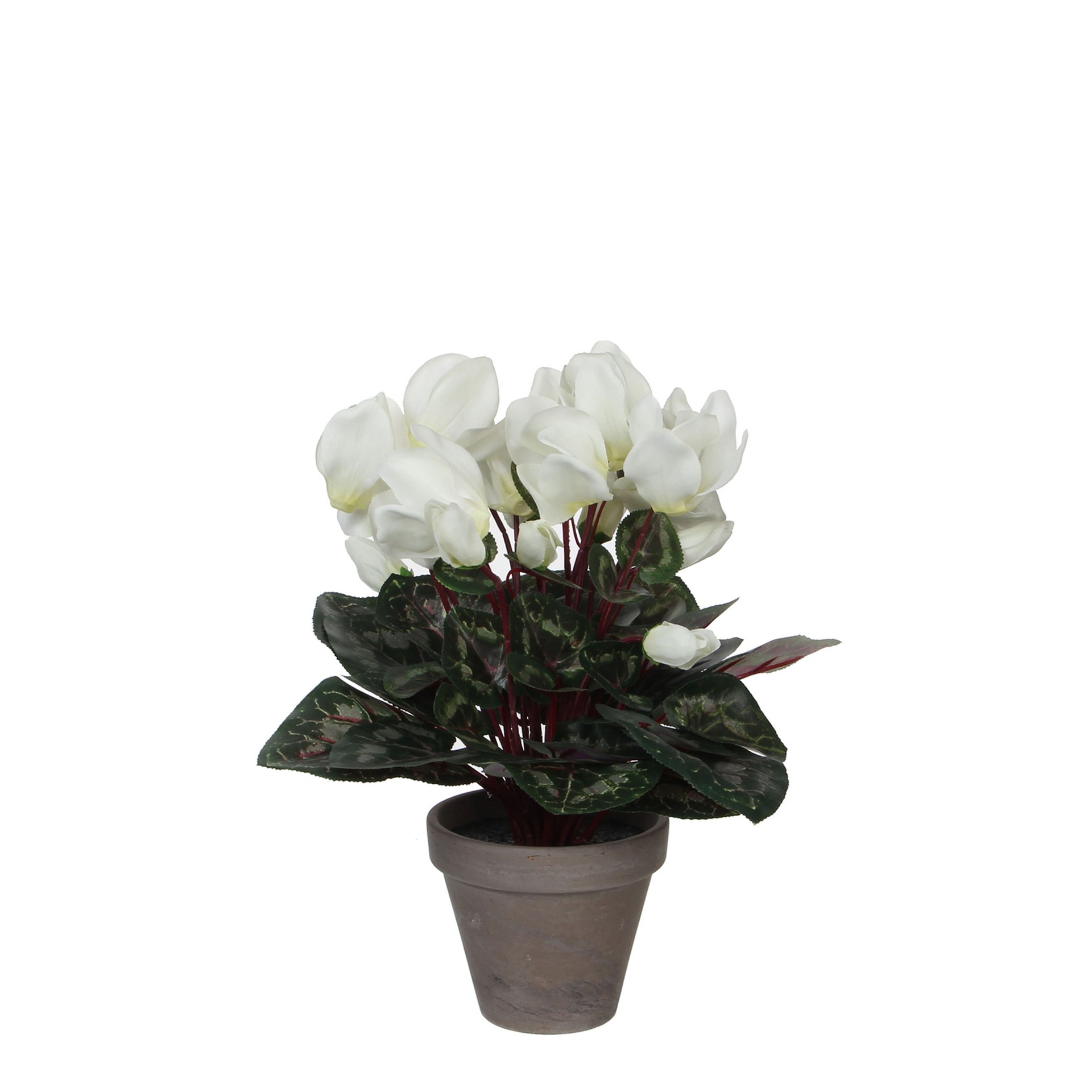 Ciklama bijela u tegli d11,5cm - h30xd30cm Ciklama bijela u tegli d11,5cm - h30xd30cm