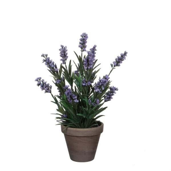 Lavanda u tegli d11,5cm - h33xd20cm