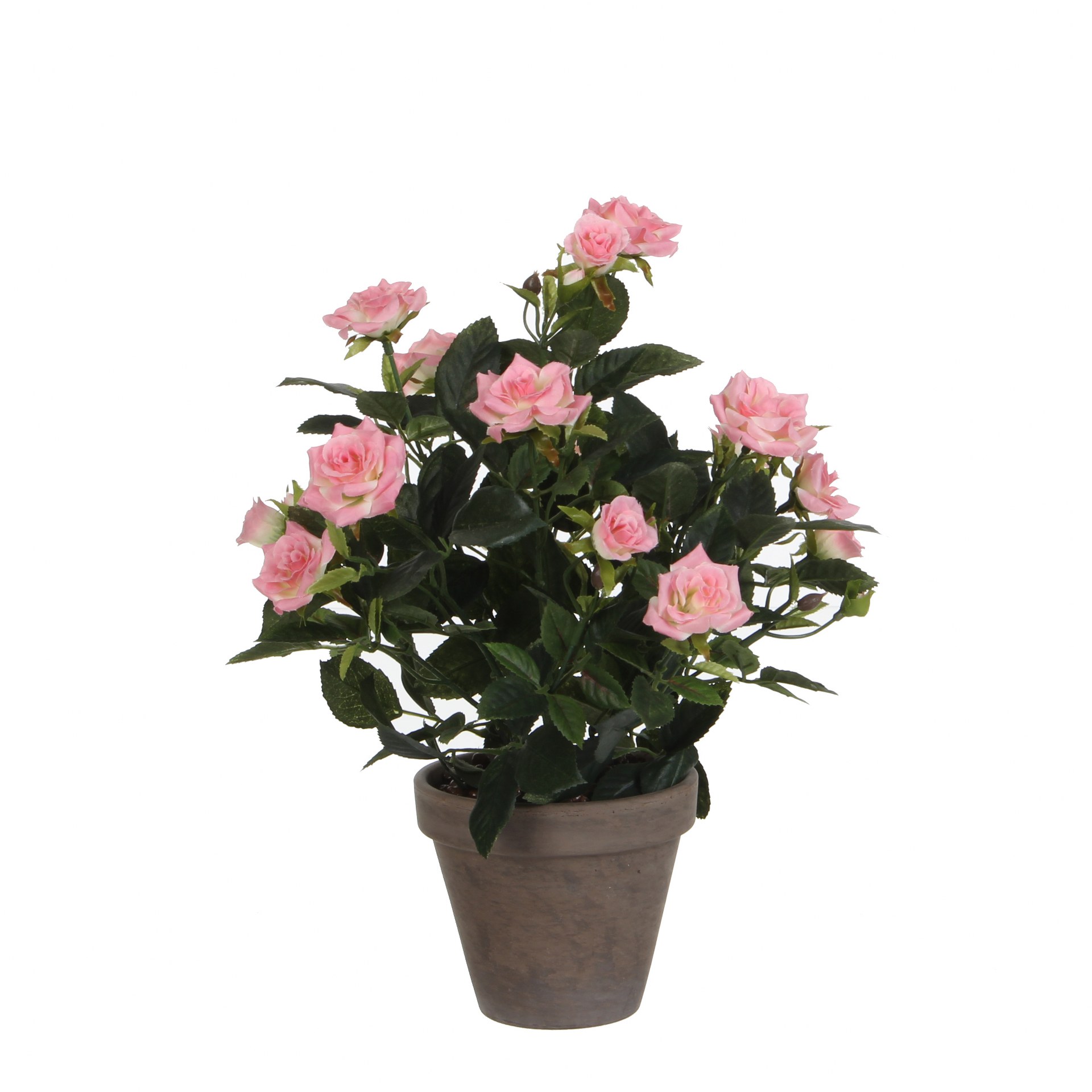 Ruža grm t.roza u tegli d11,5cm - h33xd25cm Ruža grm t.roza u tegli d11,5cm - h33xd25cm