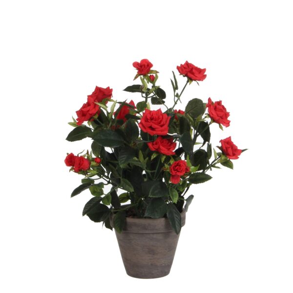 Ruža brm bijela u tegli d11,5cm - h33xd25cm