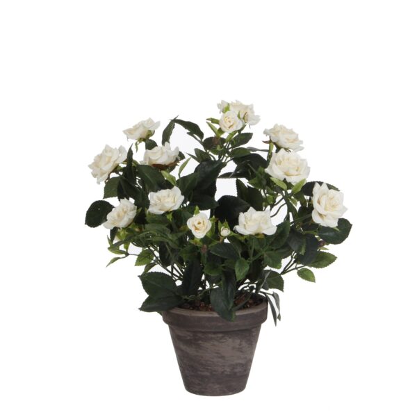 Ruža brm bijela u tegli d11,5cm - h33xd25cm