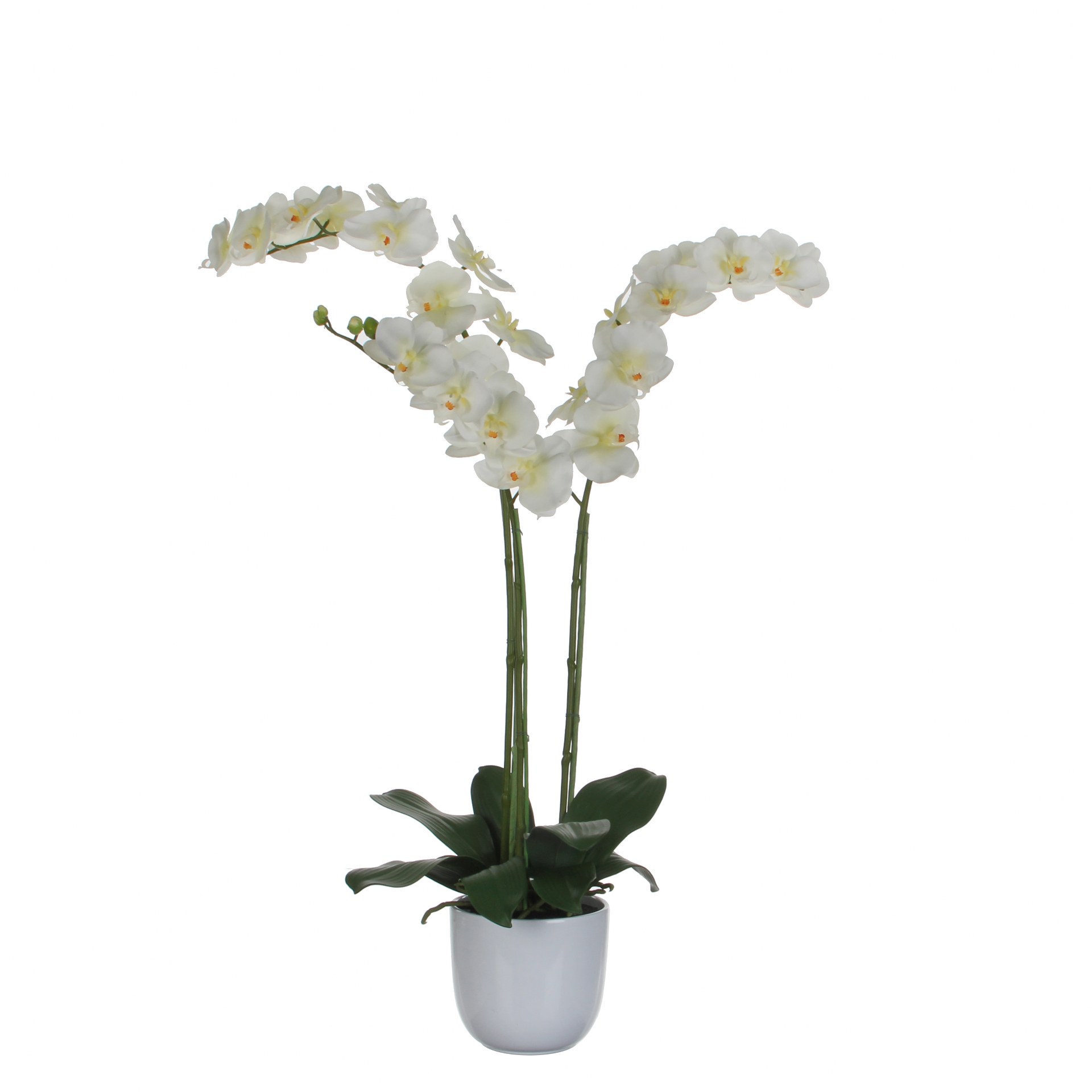Orhideja bijela u tegli d14,5cm - h100xd53cm Orhideja bijela u tegli d14,5cm - h100xd53cm