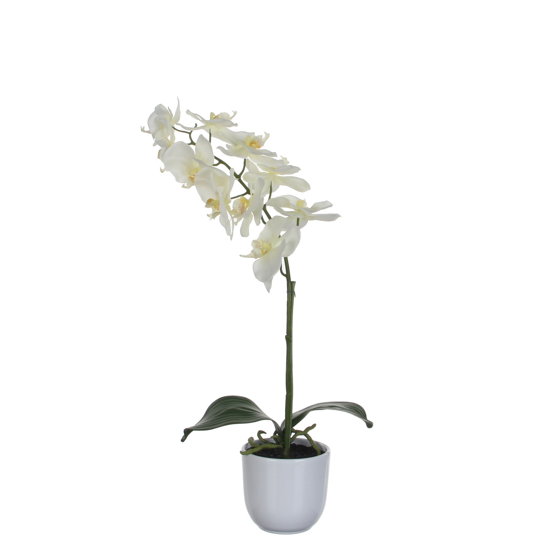 Orhideja bijela u tegli d12cm - h60xd16cm Orhideja bijela u tegli d12cm - h60xd16cm