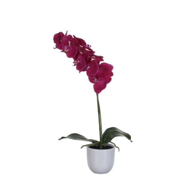 Orhideja t.roza u tegli d12cm - h60xd16cm