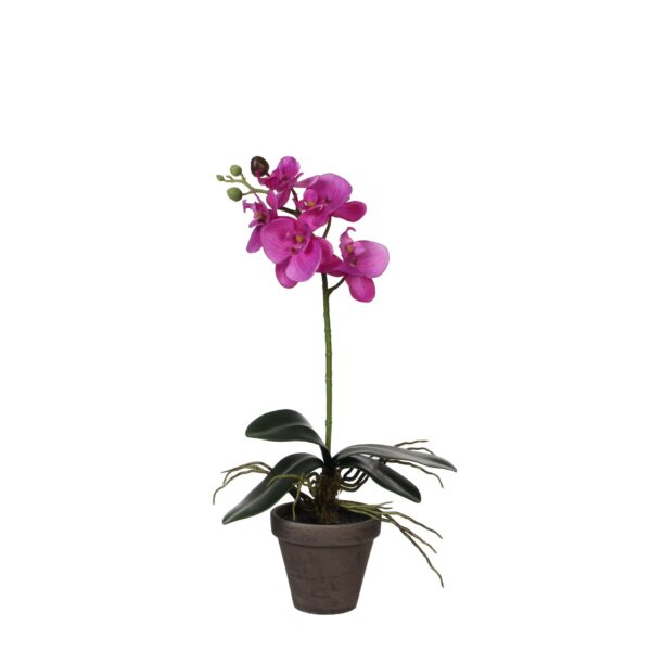 Orhideja t. roza u tegli d11,5cm - h48xd13cm