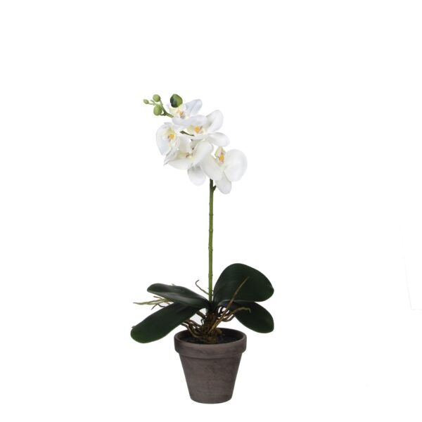 Orhideja bijela u tegli d11,5cm - h48xd13cm