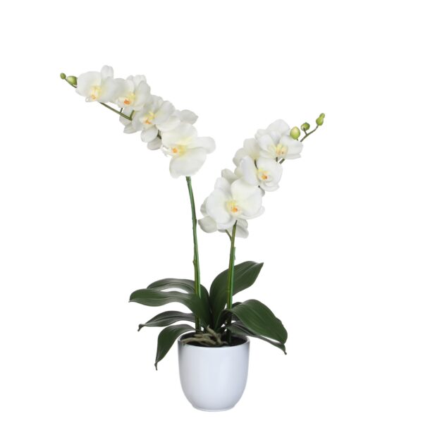Orhideja krem u tegli d12cm - h66xd38cm