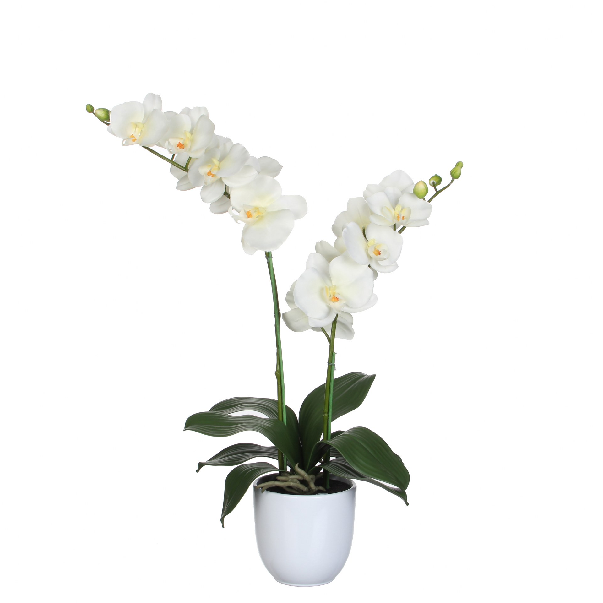 Orhideja krem u tegli d12cm - h66xd38cm Orhideja krem u tegli d12cm - h66xd38cm