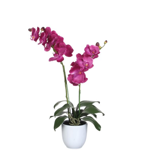 Orhideja t. roza u tegli d12cm - h66xd38cm