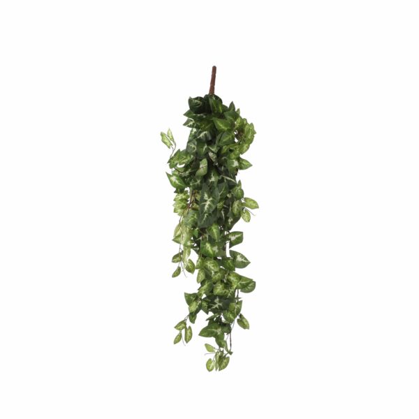 Fittonia viseća - l80xw30xh15cm