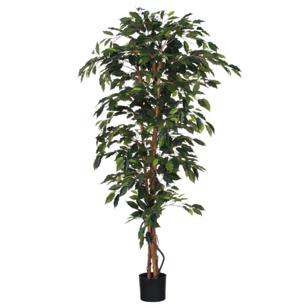 Fikus u posudi - h180xd100cm