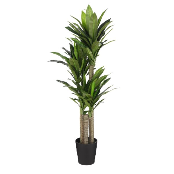Dracaena u tegli - h150xd60cm