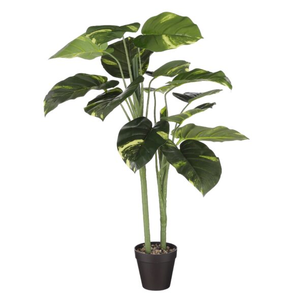 Caladium u tegli - h100xd50cm